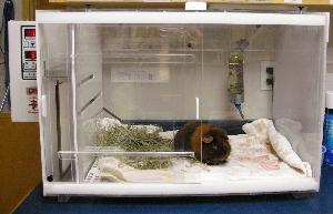 Georgetown Animal Clinic, PC - Veterinarian serving Williamsville, Amherst and Buffalo NY areas: Our Small Mammal Intensive Care Unit