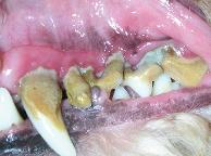 Georgetown Animal Clinic, PC - Veterinarian serving Williamsville, Amherst and Buffalo NY areas: Stage IV Periodontal Disease