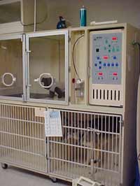 Georgetown Animal Clinic, PC - Veterinarian serving Williamsville, Amherst and Buffalo NY areas: Our Intensive Care Unit Georgetown Animal Clinic, PC - Veterinarian serving Williamsville, Amherst and Buffalo NY areas: Our Intensive Care Unit