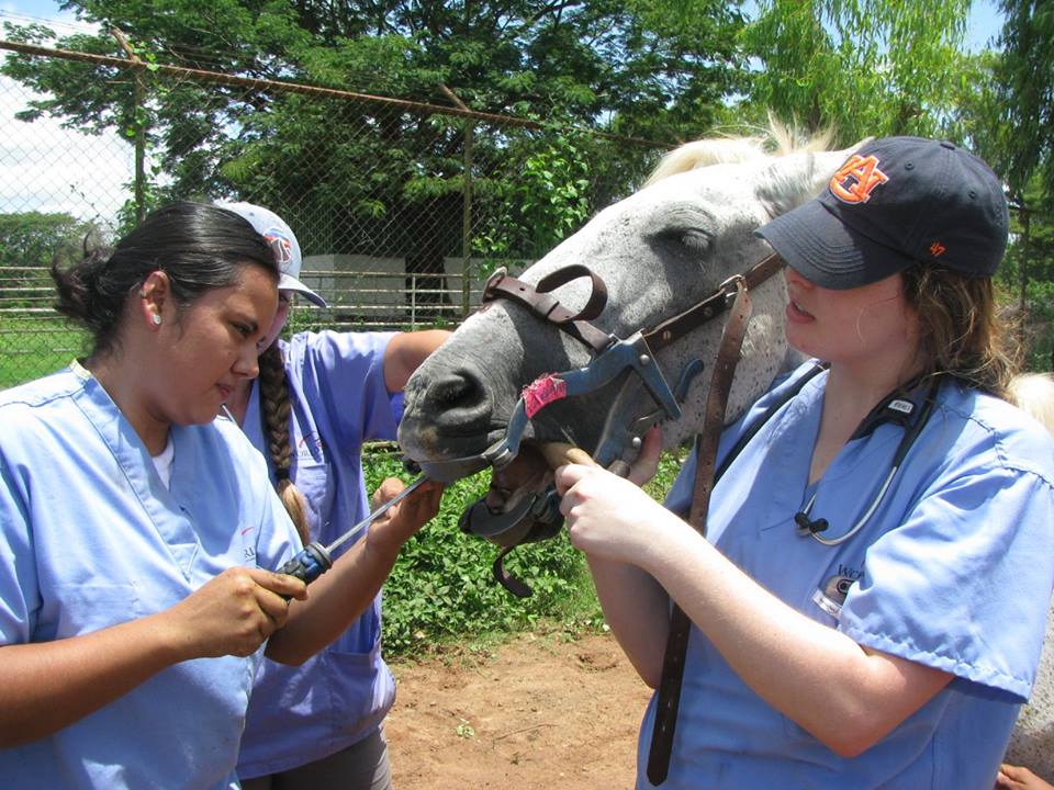 Dr. Newman and his wife Phyllis recently traveled to Guatemala where they were part of Mayan Families: Hope for the Animals. Dr. Newman and his wife Phyllis recently traveled to Guatemala where they were part of Mayan Families: Hope for the Animals.