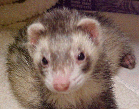 Georgetown Animal Clinic - Kit Ferret