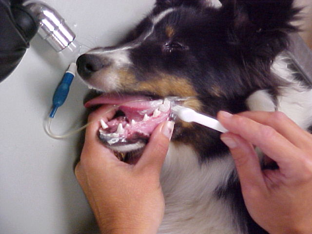Georgetown Animal Clinic, PC - Veterinarian serving Williamsville, Amherst and Buffalo NY areas: Brushing dogs teeth under anesthesia