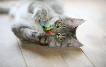 Georgetown Animal Clinic, PC - Veterinarian serving Williamsville, Amherst and Buffalo NY areas: Adult Cat Georgetown Animal Clinic, PC - Veterinarian serving Williamsville, Amherst and Buffalo NY areas: Adult Cat