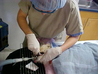 Georgetown Animal Clinic, PC - Veterinarian serving Williamsville, Amherst and Buffalo NY areas: Licensed Veterinary Technician performing a dental cleaning on a dog