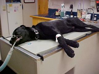 Dog under anesthesia on a treatment table