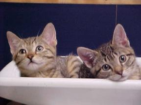 Georgetown Animal Clinic, PC - Veterinarian serving Williamsville, Amherst and Buffalo NY areas: Two Kittens Georgetown Animal Clinic, PC - Veterinarian serving Williamsville, Amherst and Buffalo NY areas: Two Kittens