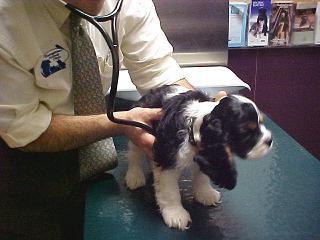 Georgetown Animal Clinic, PC - Veterinarian serving Williamsville, Amherst and Buffalo NY areas: Pet Exam