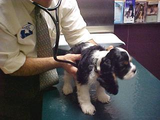 Georgetown Animal Clinic, PC - Veterinarian serving Williamsville, Amherst and Buffalo NY areas: Pet Exam Georgetown Animal Clinic, PC - Veterinarian serving Williamsville, Amherst and Buffalo NY areas: Pet Exam