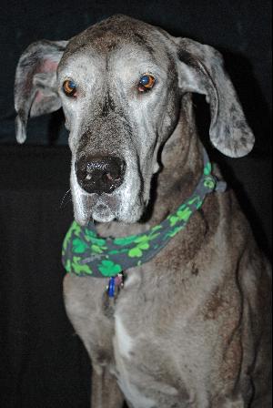 Georgetown Animal Clinic, PC - Veterinarian serving Williamsville, Amherst and Buffalo NY areas: Senior Dog Georgetown Animal Clinic, PC - Veterinarian serving Williamsville, Amherst and Buffalo NY areas: Senior Dog