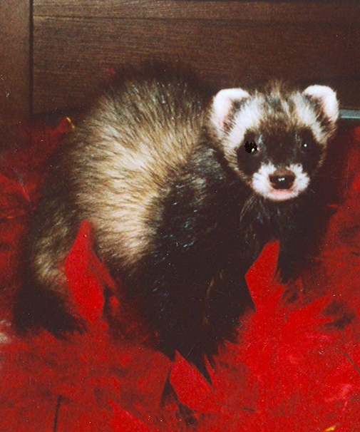 ferret ferret