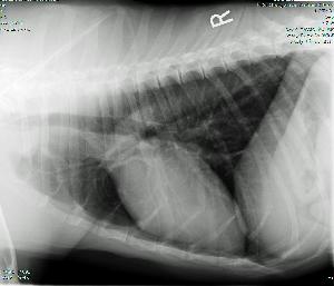 Georgetown Animal Clinic, PC - Veterinarian serving Williamsville, Amherst and Buffalo NY areas: Digital Chest X-Ray of a Dog