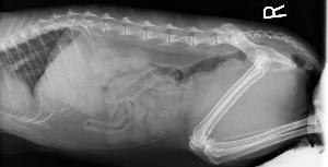 Georgetown Animal Clinic, PC - Veterinarian serving Williamsville, Amherst and Buffalo NY areas: Digital Abdominal X=Ray of a Dog