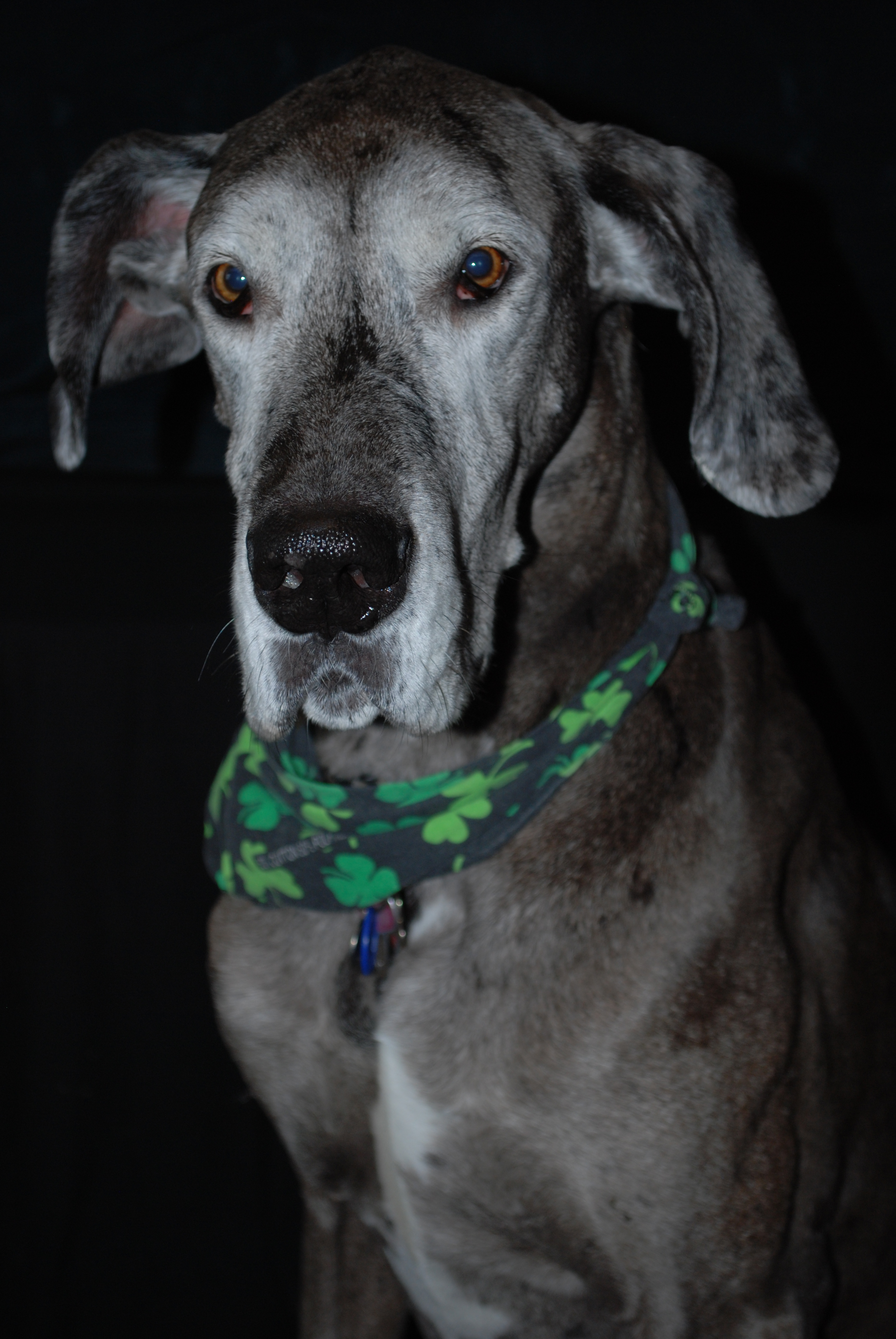 Animal Clinic, PC Veterinarian serving Williamsville