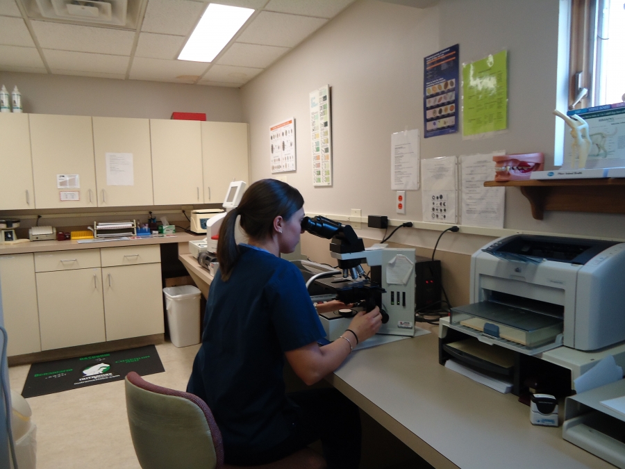 Georgetown Animal Clinic, PC - Veterinarian serving Williamsville, Amherst and Buffalo NY areas: Efficient In-House Laboratory Georgetown Animal Clinic, PC - Veterinarian serving Williamsville, Amherst and Buffalo NY areas: Efficient In-House Laboratory