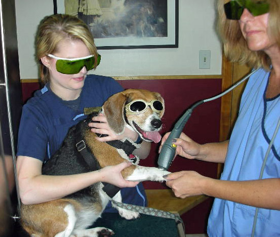 Georgetown Animal Clinic, PC - Veterinarian serving Williamsville, Amherst and Buffalo NY areas - MLS Laser Therapy