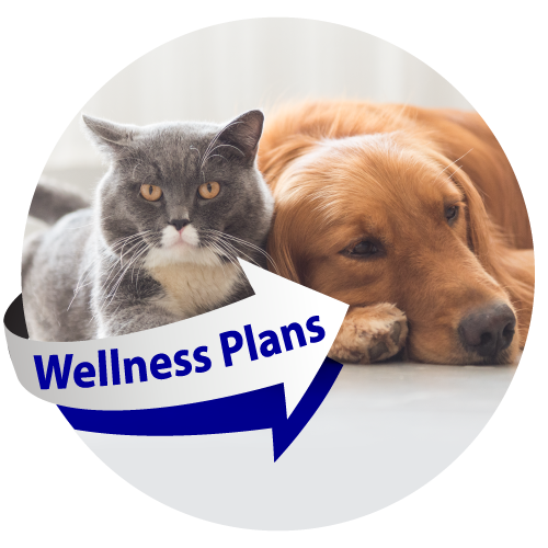 Wellness Plans