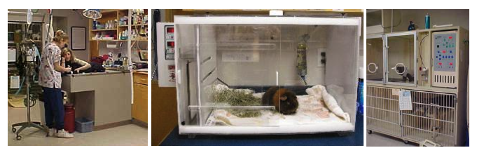 Treatment Area - Oservation Cages, Intensive Care Unit