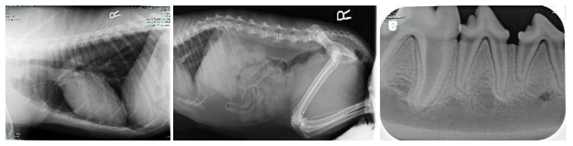 Three examples of Digital X-rays