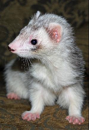 Georgetown Animal Clinic - Kit Ferret