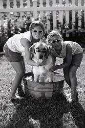 Two people giving a bath to a dog outside