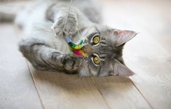 Cat playing with toy on floor