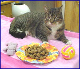 Cat sitting by bowl of treats