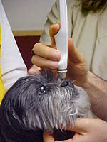 Tonopen being used on a dog's eye